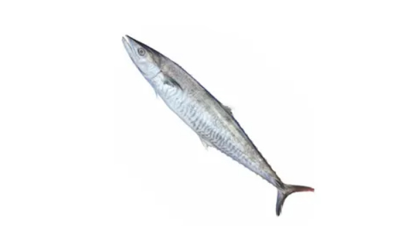 King Fish Suppliers