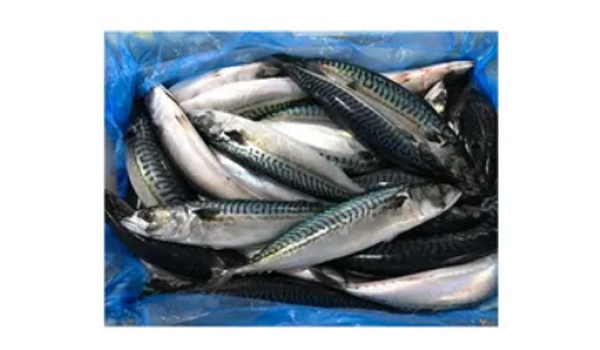 Frozen Mackerel Suppliers