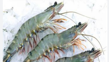 Frozen Prawns Suppliers