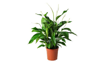 Spathiphyllum Plants Suppliers