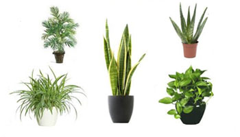 Air Purifying Indoor Plants Suppliers