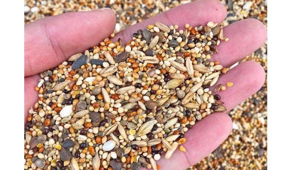 Bird Seed Suppliers