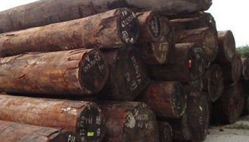 Sandalwood Suppliers in South Africa