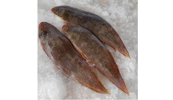 Sole Fish Suppliers