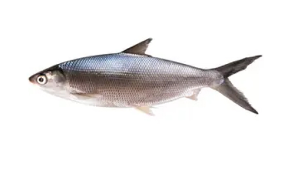 Milkfish Suppliers in Rasipuram