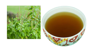 Tulsi Kadha Suppliers