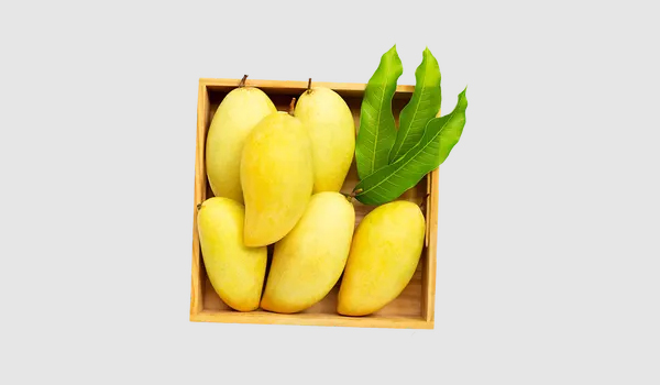 Amrapali Mango Suppliers in Thirupuvanam