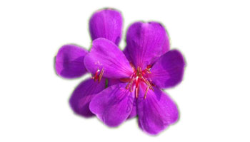 Ornamental Flowers Suppliers