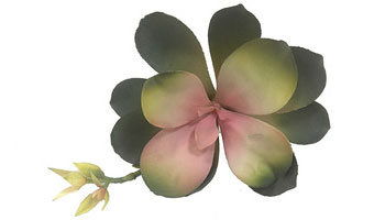 Adenium Plants Suppliers