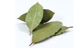 Tej Patta (Bay Leaves) Suppliers in Saidpur