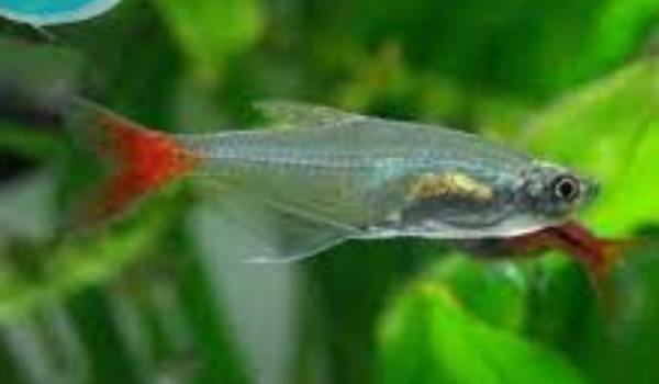 Bloodfin Tetras Suppliers