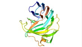 Xylanase Enzyme Suppliers