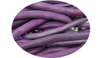 Purple Bean Suppliers