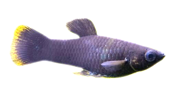 Black Molly Fish Suppliers