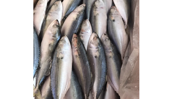 Indian Mackerel Suppliers