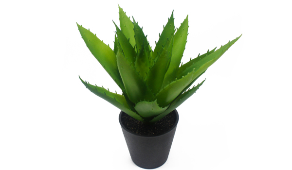 Aloe Vera Suppliers