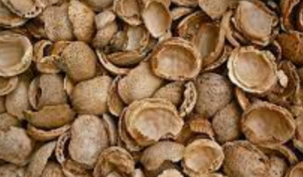 Almond Shell Suppliers