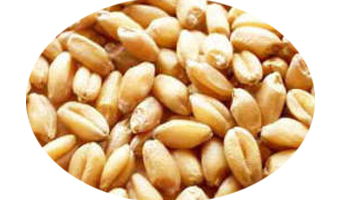 White Winter Wheat Suppliers in Firozabad