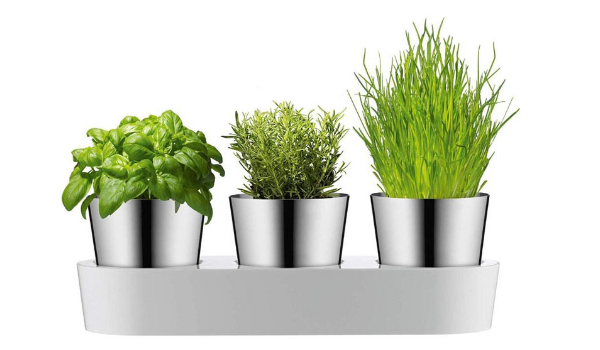 Herb Plants Suppliers