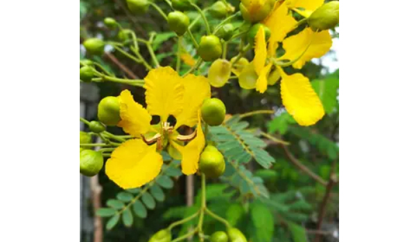 Cassia Angustifolia Suppliers