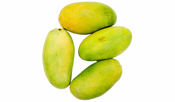 Dashehari Mango Suppliers in Vandavasi