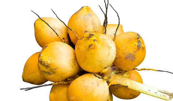 Yellow Coconut Suppliers