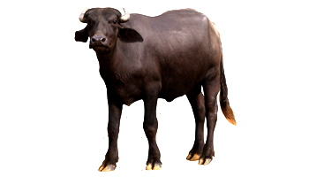 Murrah Buffalo Suppliers