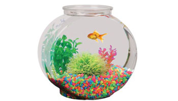 Fish & Aquatics Supplies Suppliers in Rajgarh