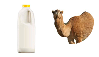 Camel Milk Suppliers