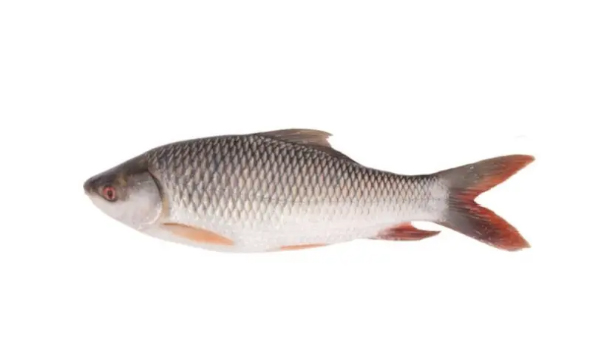 Rohu Fish Suppliers