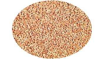 Red Winter Wheat Suppliers