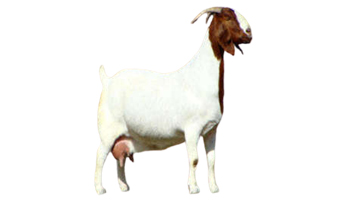 Boer Goat Suppliers