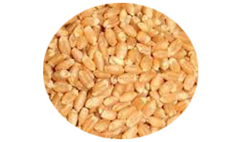 Durum Wheat Suppliers