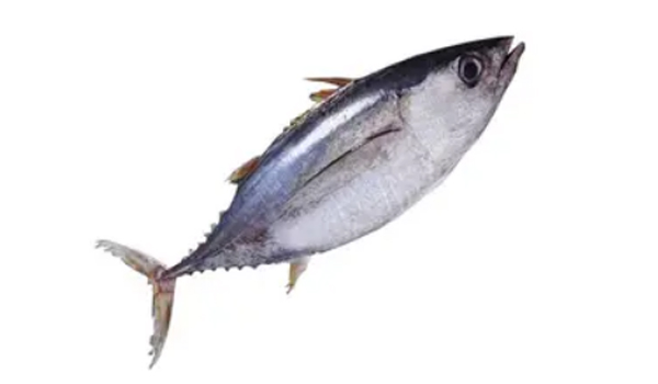 Tuna Fish Suppliers