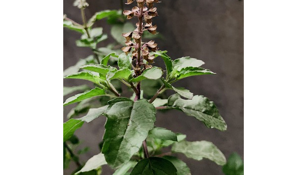 Kali Tulsi Suppliers