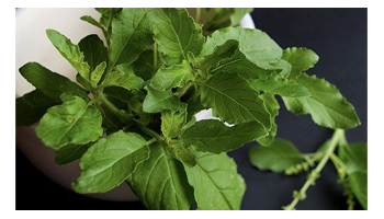 Tulsi Products Suppliers