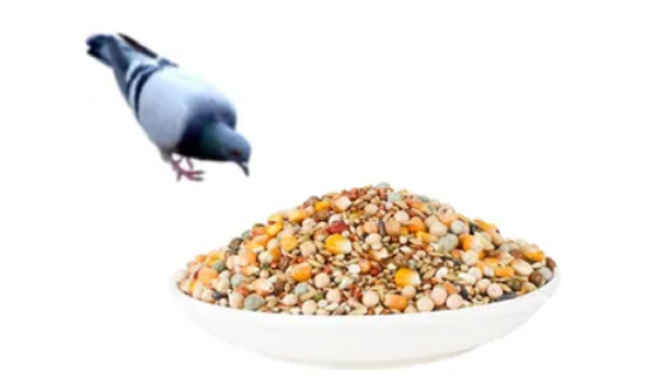 Pigeon Feed Suppliers