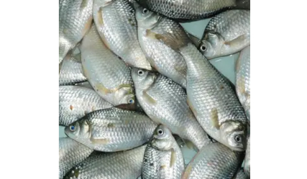 Catla Fish Suppliers