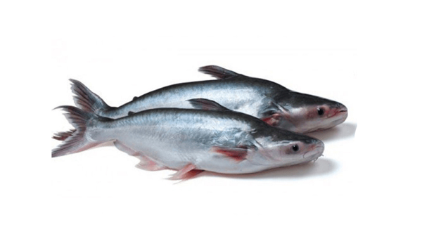 Pangasius Fish Suppliers