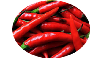 Chilli Pepper Suppliers