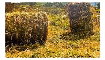 Paddy Straws Suppliers in Srinagar