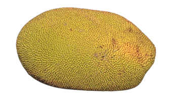 Jackfruit Suppliers in Baripada Town