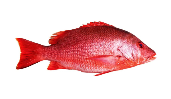 Snapper Fish Suppliers