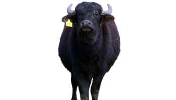 Buffalo Suppliers in Indore