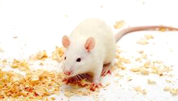 Rodent Food Suppliers