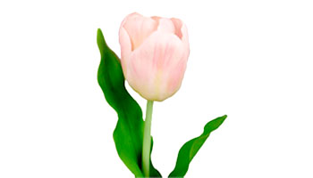 Tulip Flower Suppliers