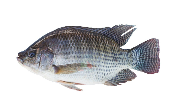 Tilapia Fish Suppliers in Sivakasi