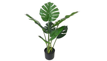 Monstera Plants Suppliers