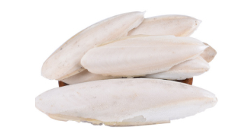 Cuttlefish Bone Suppliers