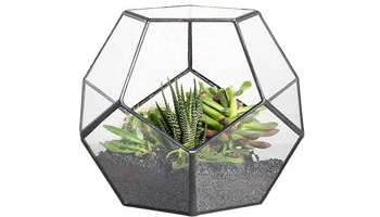 Terrariums Plants Suppliers